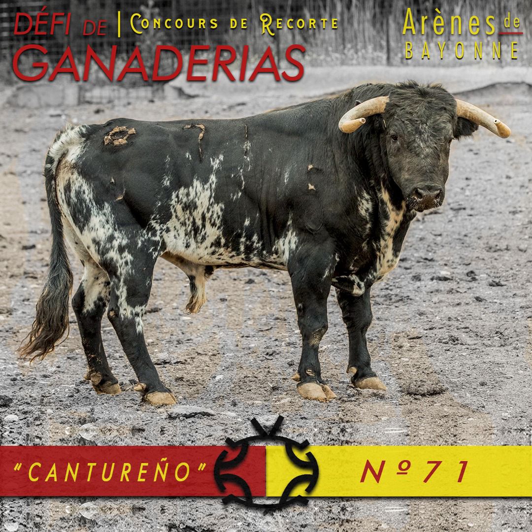 CANTUREÑO- Num. 71 – GANADERIA VALDEFRESNOS